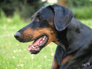 hunde010.jpg