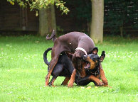 hunde012.jpg