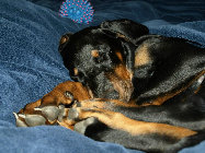 hunde013.jpg