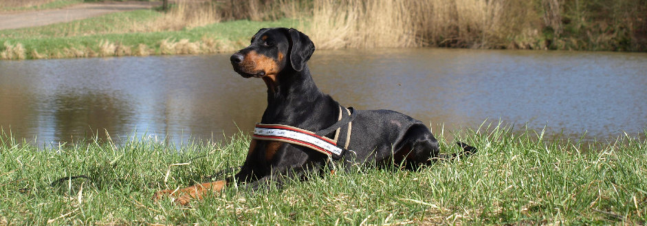 hunde029.jpg