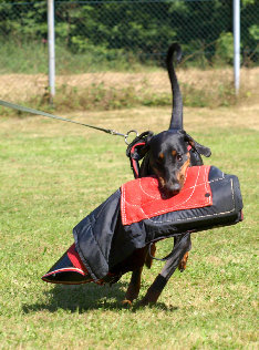 hunde031.jpg