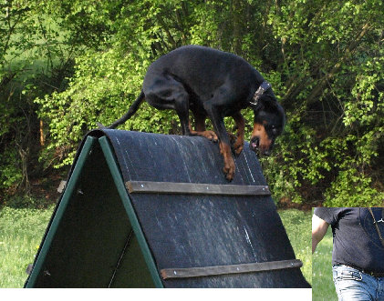 hunde035.jpg