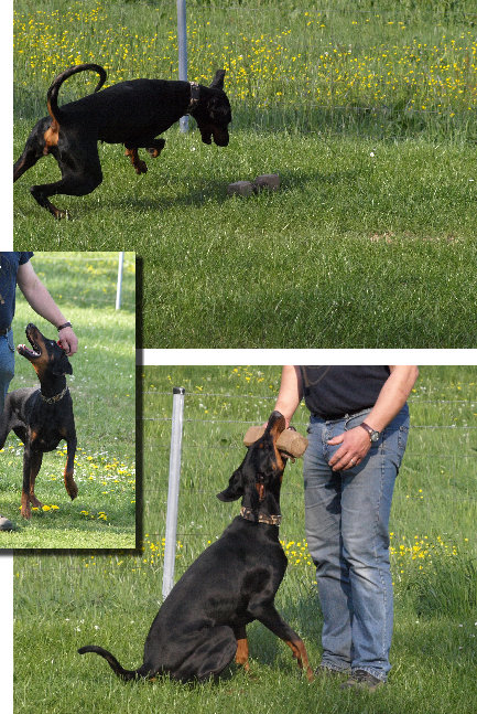 hunde036.jpg