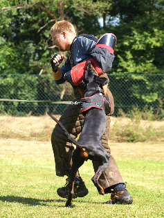 hunde037.jpg
