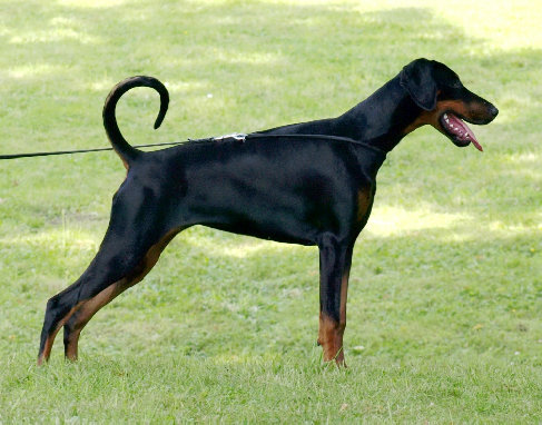 hunde042.jpg