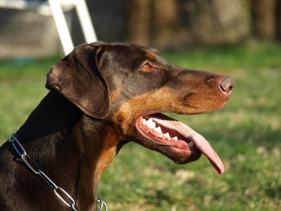 hunde050.jpg