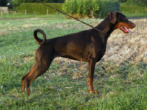 hunde063.jpg