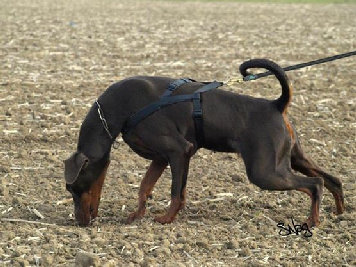 hunde064.jpg