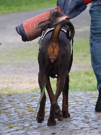hunde066.jpg
