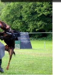 hunde070.jpg