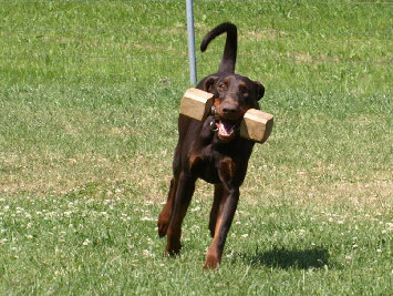 hunde072.jpg