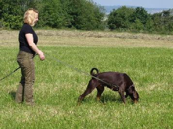 hunde073.jpg