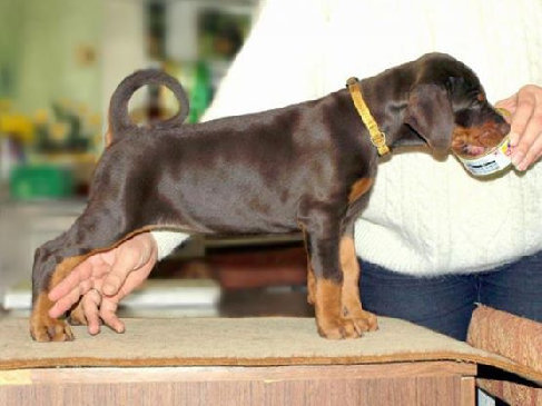 hunde078.jpg