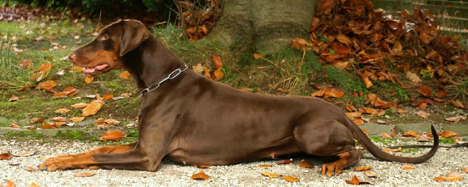 hunde086.jpg