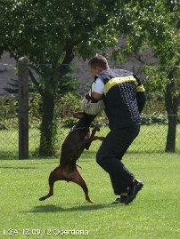 hunde097.jpg