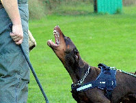 hunde099.jpg