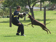 hunde100.jpg