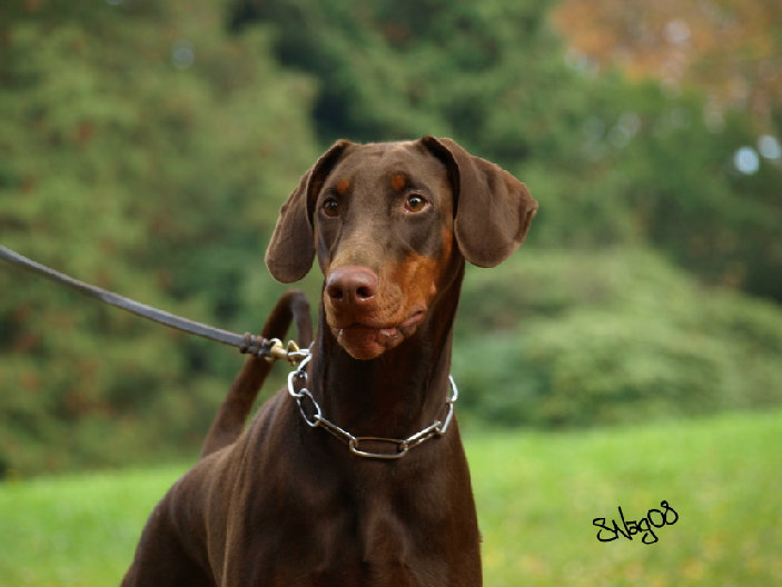 hunde102.jpg