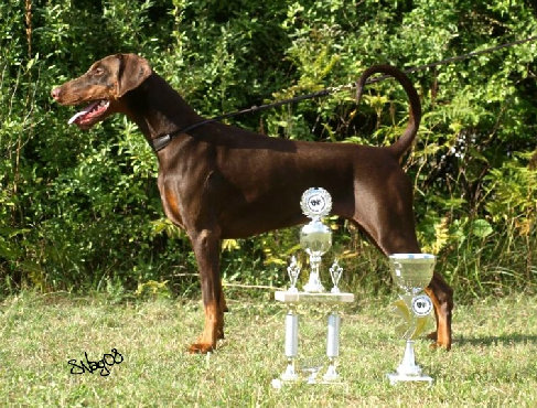 hunde104.jpg
