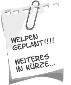 notizbwelp.jpg